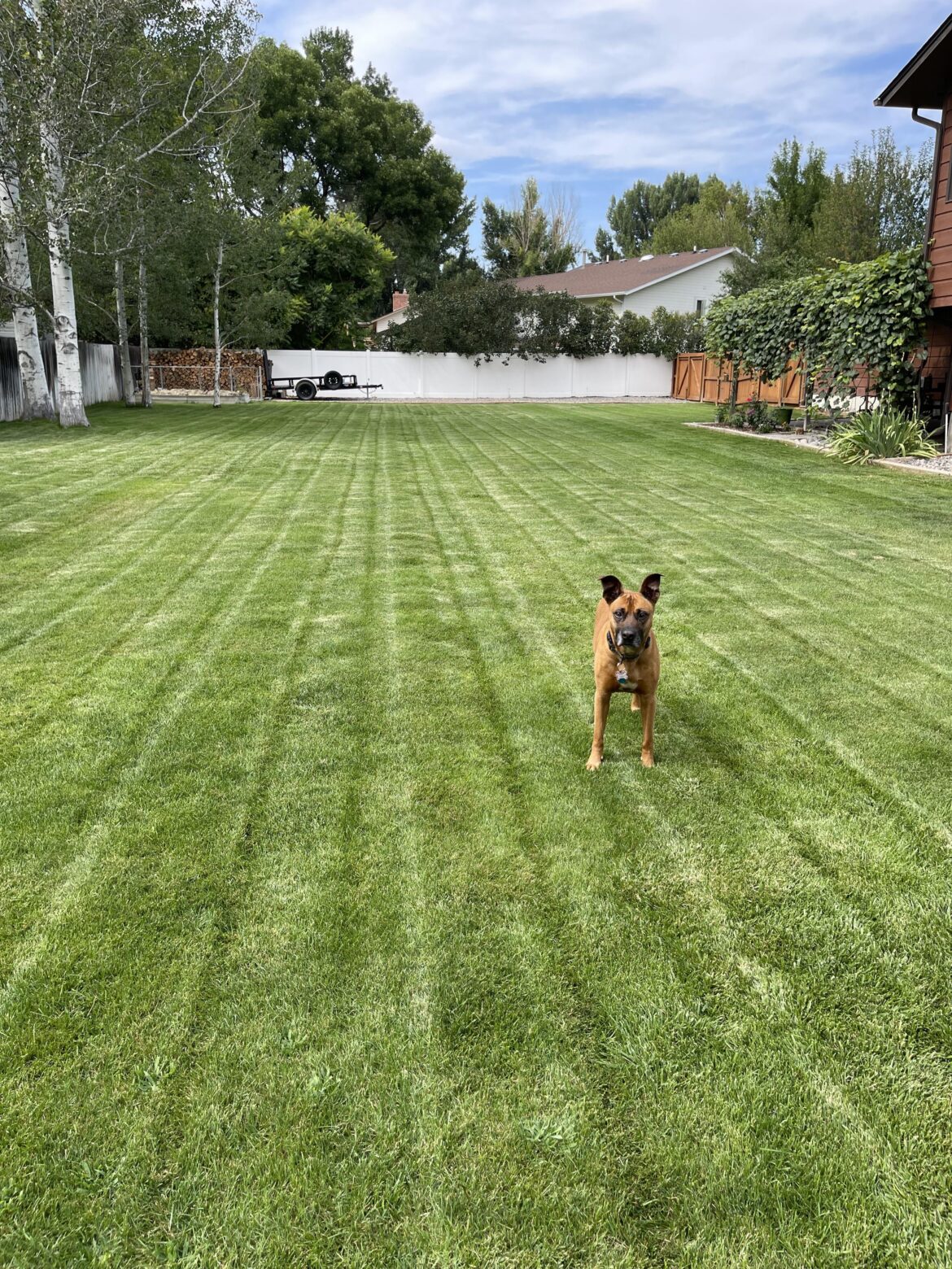 Montana. Slowly getting there. Still have some crabgrass to get rid of. The dog approves though