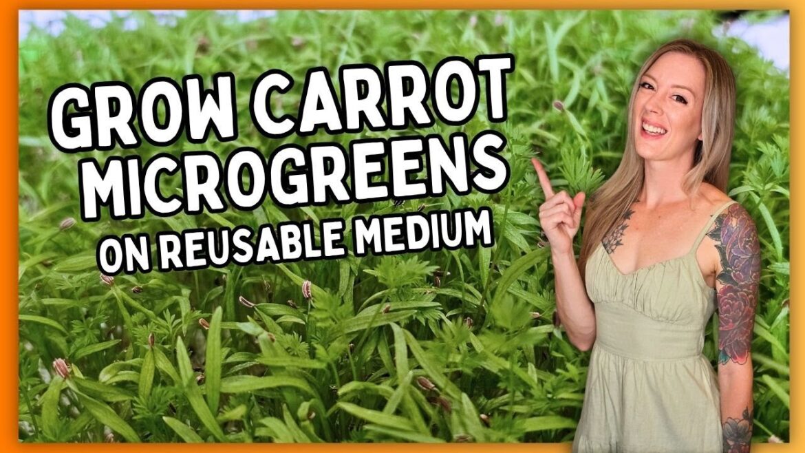 How to Grow Carrot Microgreens on Silicone Reusable Medium (Step by Step Guide) How to Grow Carrot Microgreens on Silicone Reusable Medium (Step by Step Guide)