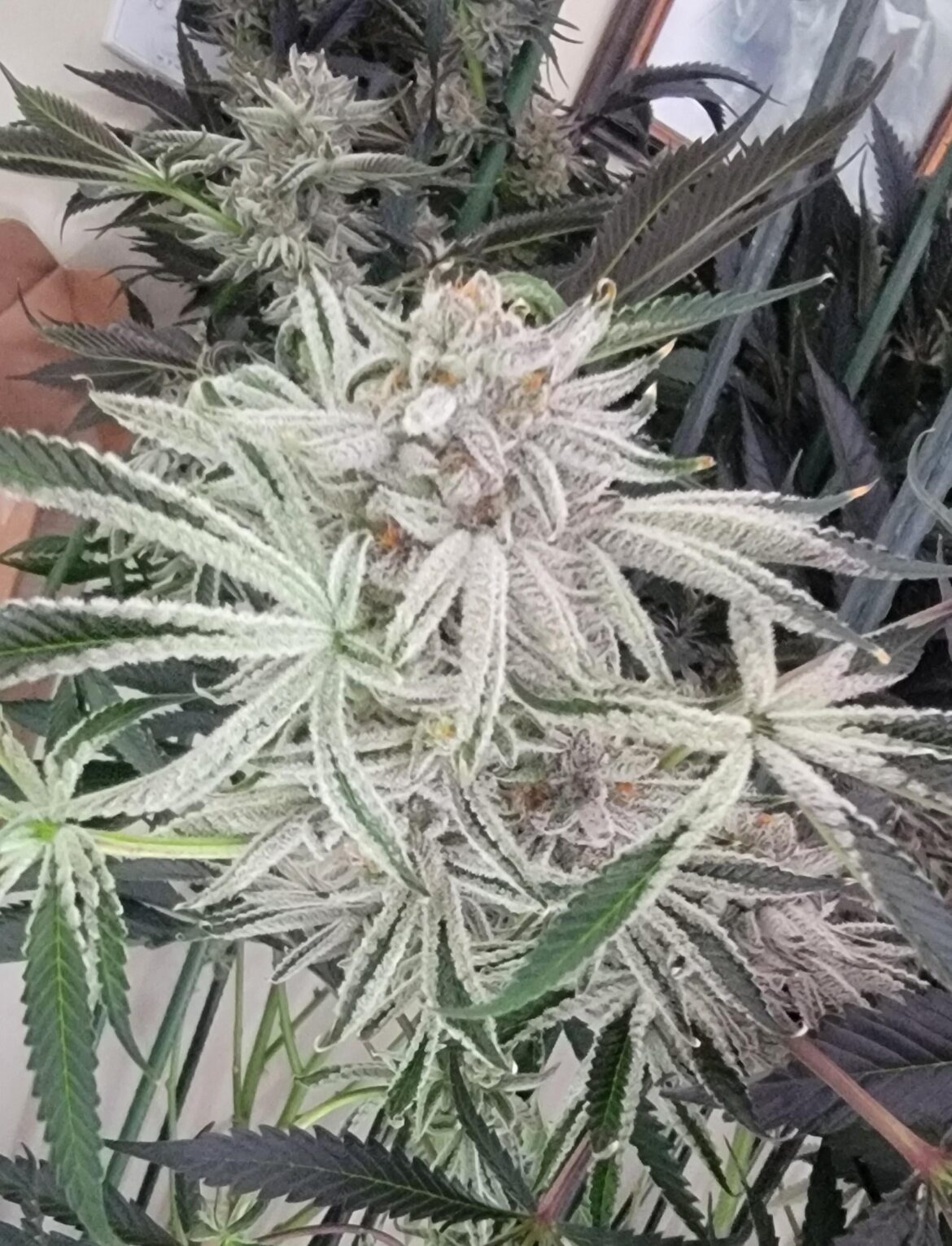 Wavy Gravy (bred By 3rd coast genetics.)