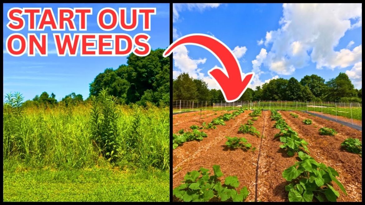 HOW TO BUILD THE ULTIMATE NO-TILL PERMANENT RAISED BED GARDEN FROM SCRATCH!
