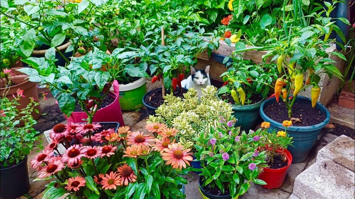 Welcome to DW Cooks n Gardens! ๐ฑ Start Growing Today! Welcome to DW Cooks n Gardens! ๐ฑ Start Growing Today!