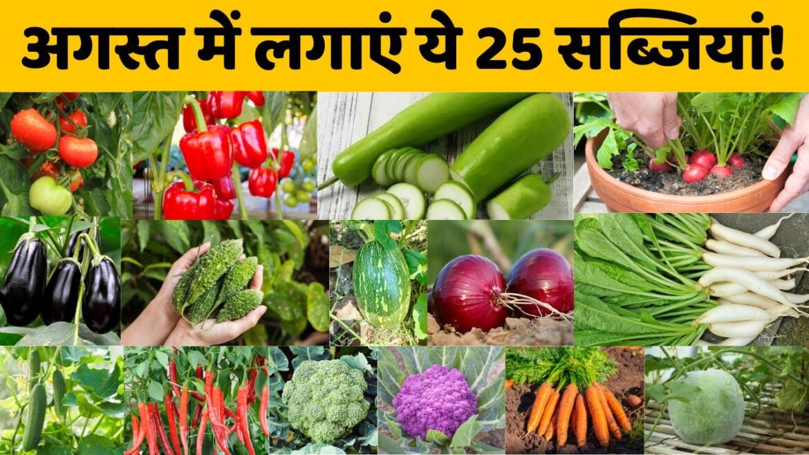 अगस्त में कौन सी सब्जियां लगाएं? | अगस्त में उगाई जाने वाली सब्जियों की लिस्ट | August Vegetable