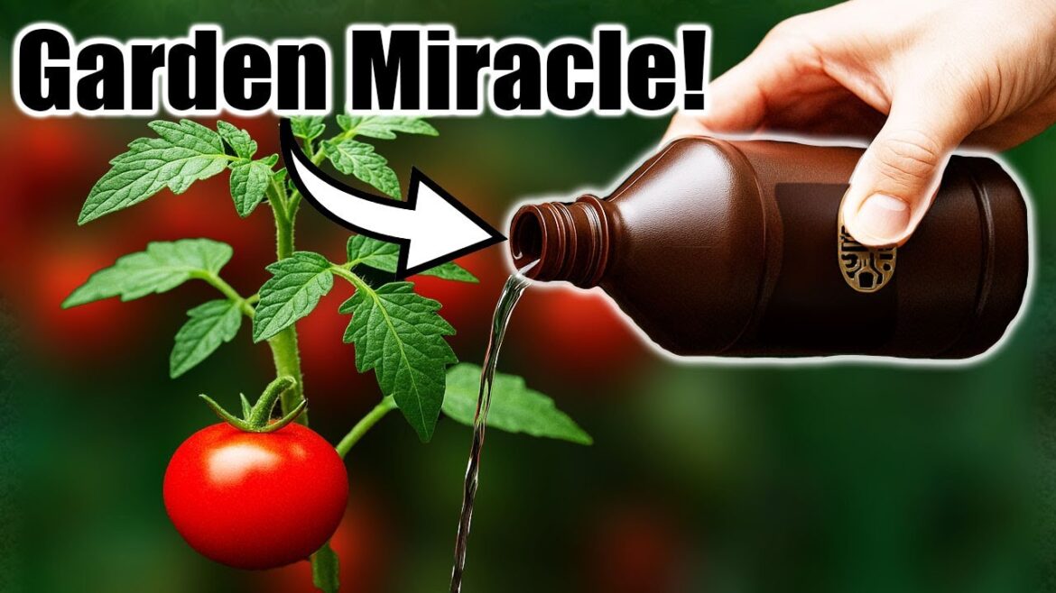 6 Gardening Problems Solved with Hydrogen Peroxide