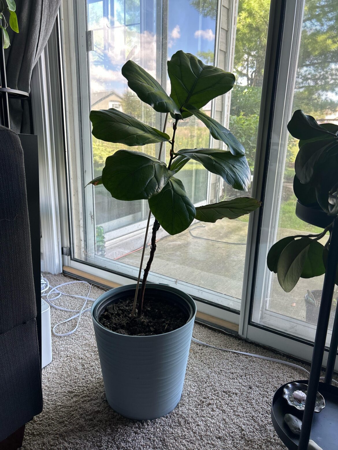 Repot? Or something else?