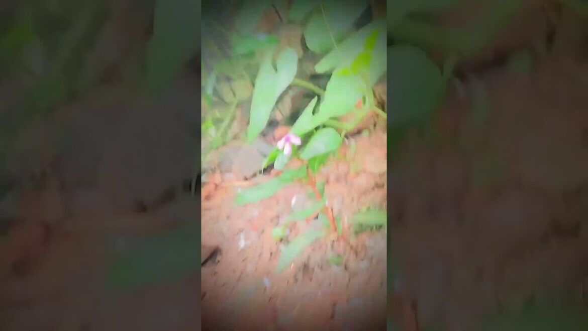 Desi life farming video new trend follow #youtubeshorts #farming #trending #explorepage #motivation