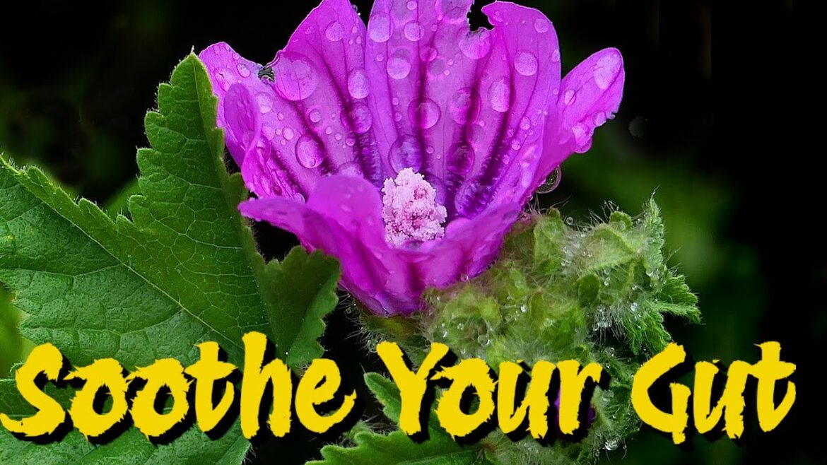 Eat These 7 Wild Edible Plants That Support Digestion