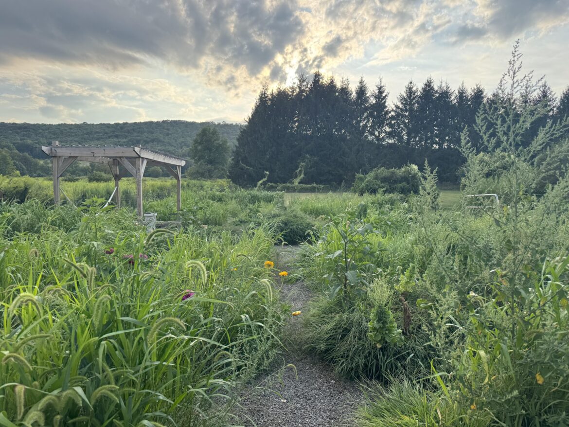 Will sheep clean up my garden?