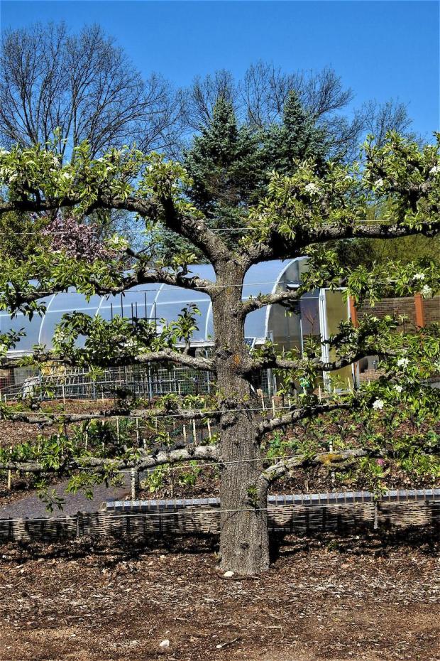 This undated image provided by Missouri Botanical Garden shows a mature espaliered dwarf Moonglow pear tree in the Kemper Center for Home Gardening at the Missouri Botanical Garden in St. Louis. (Tom Incrocci/Missouri Botanical Garden via AP)