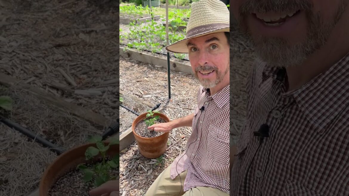 I Can’t Stop Container Gardening Even Though I Have Raised Beds I Can't Stop Container Gardening Even Though I Have Raised Beds
