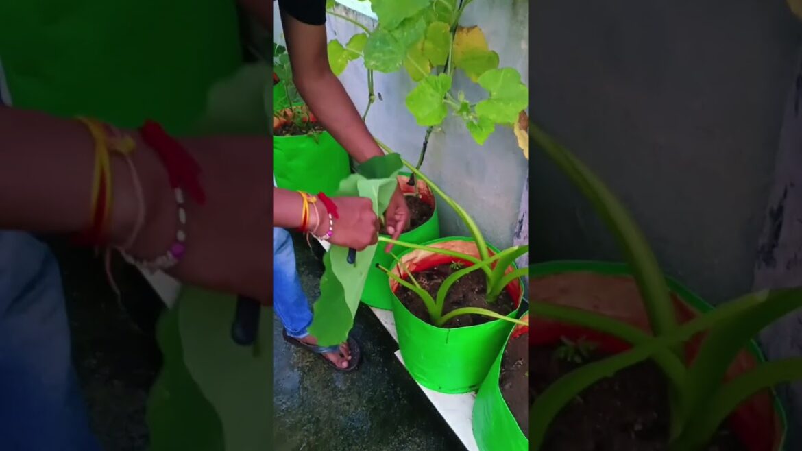 अरबी के पत्तों की हार्वेस्टिंग!Taro root leaves harvesting!#gardening#trends #plants#taroroot#wow