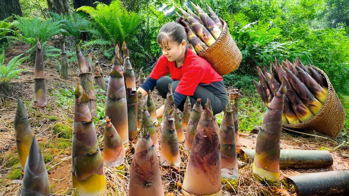 Harvesting Red Bamboo Shoot Goes to Market Sell – Vegetable gardening | Phuong Harvest Life
