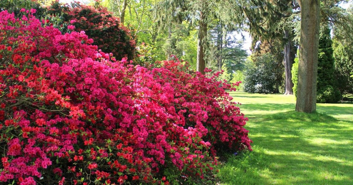 Gardeners told crucial five-minute task in November to prevent costly nightmare Ipso logo