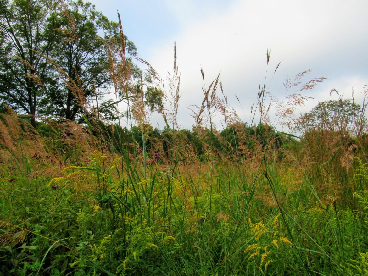Environmental Studies to Horticulture