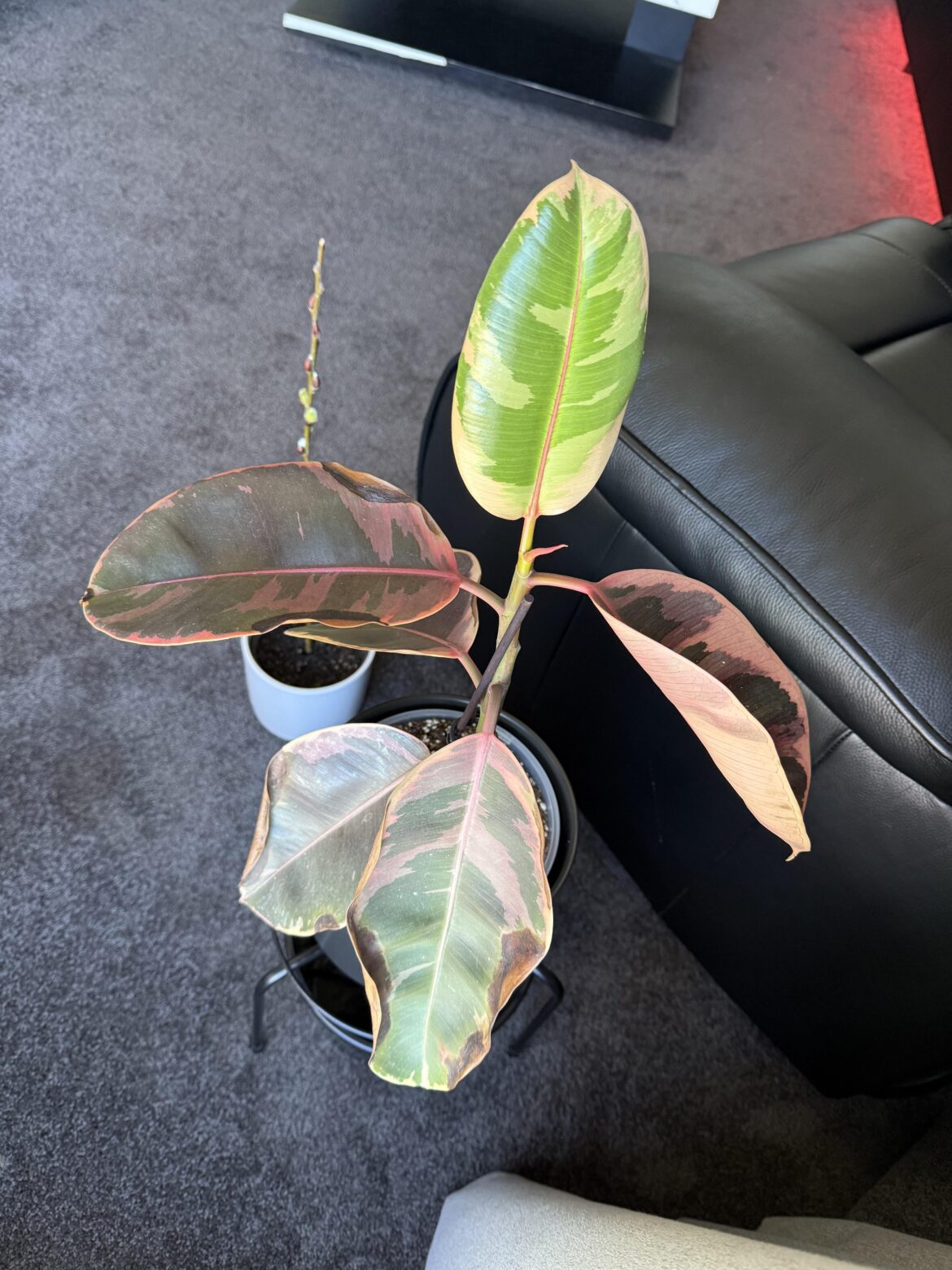 Rubber Plant isn’t too well Rubber Plant isn’t too well