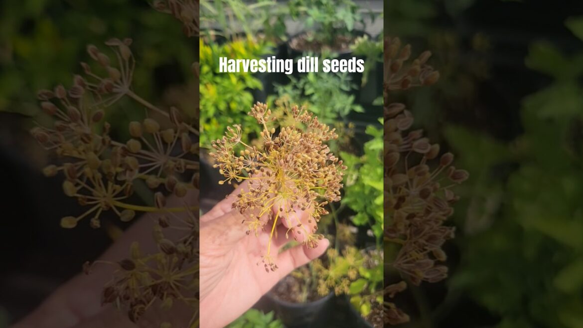 Harvesting and saving dill seeds #cccgarden2025 #gardening #containergarden #rooftopgardening