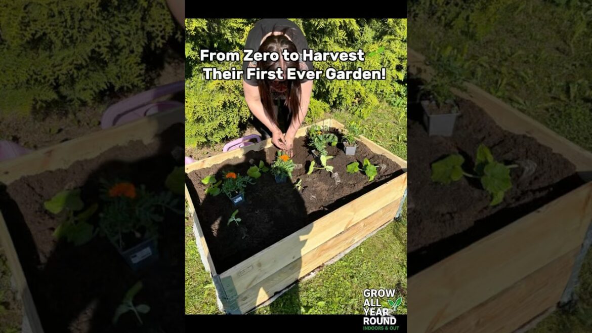 From Box to Raised Beds: Our First Family Garden ๐ฑ๐
๐ฅ๐ #Gardening #GrowYourOwn #raisedbeds From Box to Raised Beds: Our First Family Garden ๐ฑ๐
๐ฅ๐ #Gardening #GrowYourOwn #raisedbeds