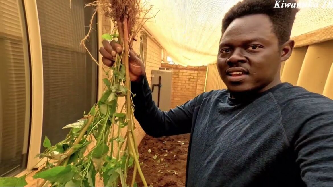 Preparing the soil is fundamental | for successful organic vegetable gardening in Australia.