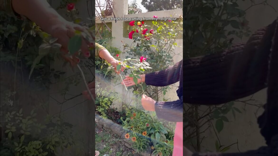 Thanks for 1.4 Million views Got some rose cutting for free#shortvideo #shorts #youtube #gardening