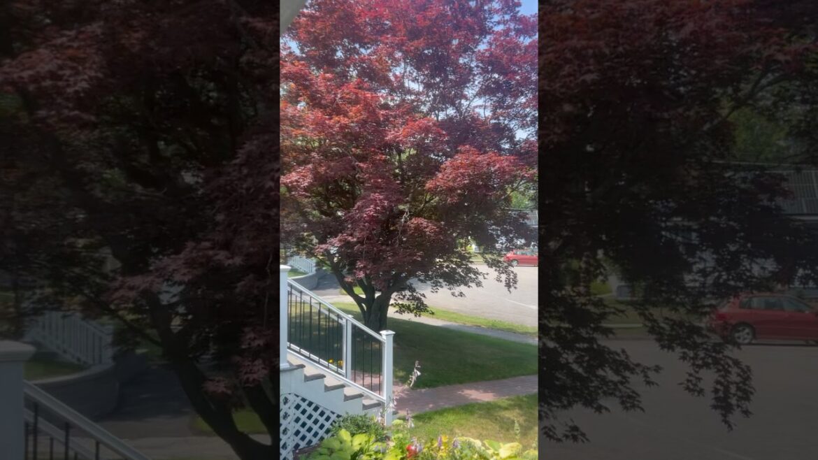 bro why is this tree lowkey majestic