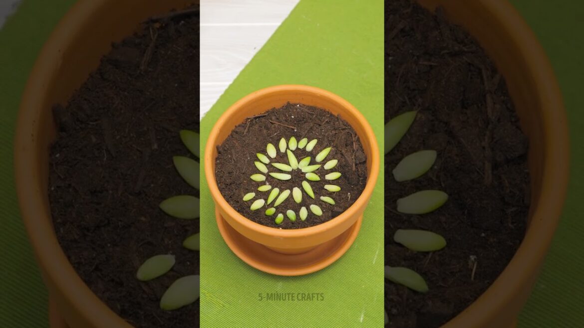 These plant tips are the secret to a lush garden! These plant tips are the secret to a lush garden!