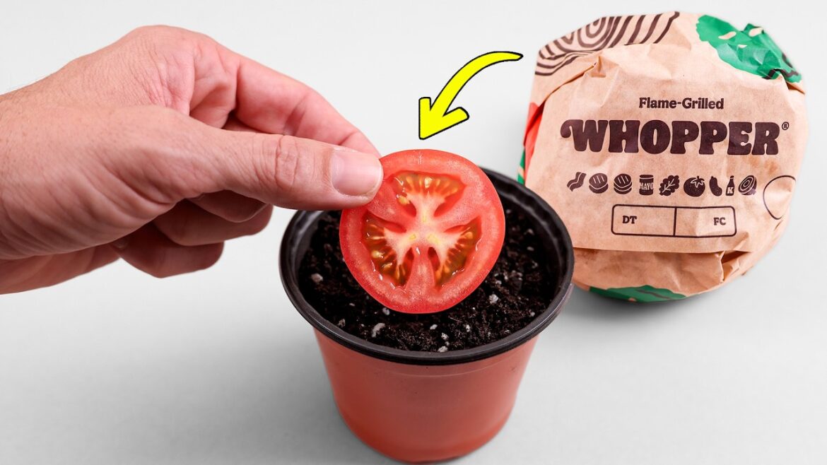 What Happens When You Grow a Tomato from a Burger King Whopper?