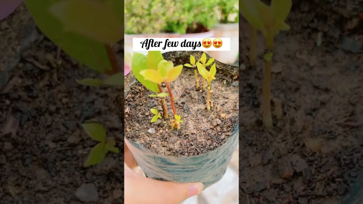 Growing jamun at home🫐 #containergarden #garden #getmyharvest #okbadal #diy #easy #asthetic #jamun