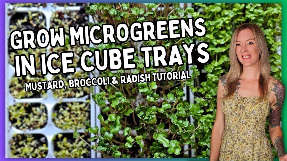How to Grow Microgreens in Ice Cube Trays with Natural Light (Radish, Mustard & Broccoli) How to Grow Microgreens in Ice Cube Trays with Natural Light (Radish, Mustard & Broccoli)