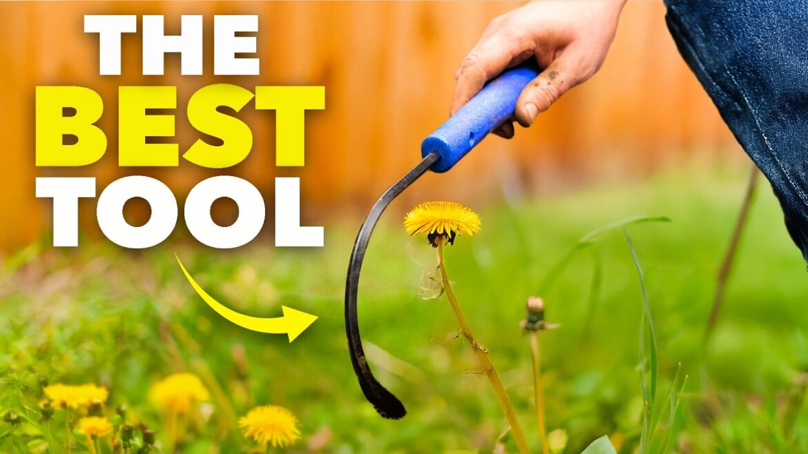 The Genius Tool that Removes Weeds Instantly The Genius Tool that Removes Weeds Instantly