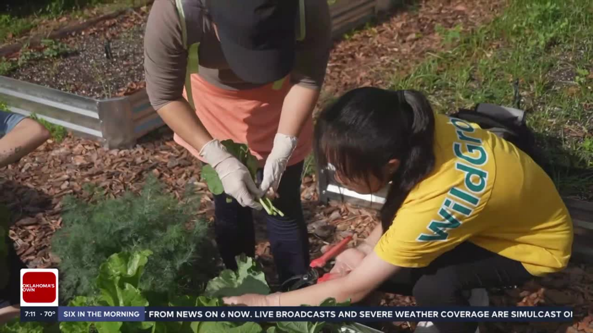 Families turn front lawns into food gardens