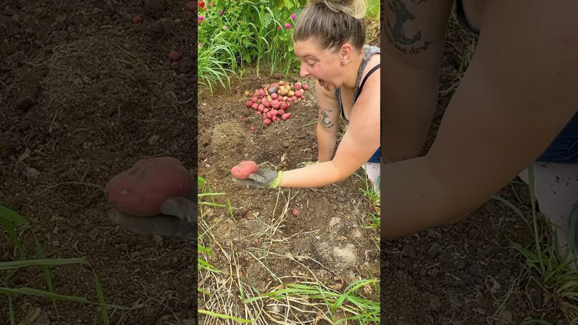 It’s all about the soil 🥔 #garden #harvesting #homesteading #gardentips