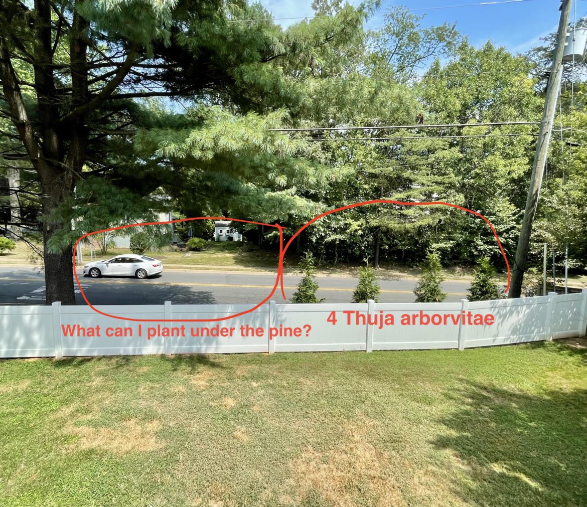 What can I plant for privacy near a pine tree?