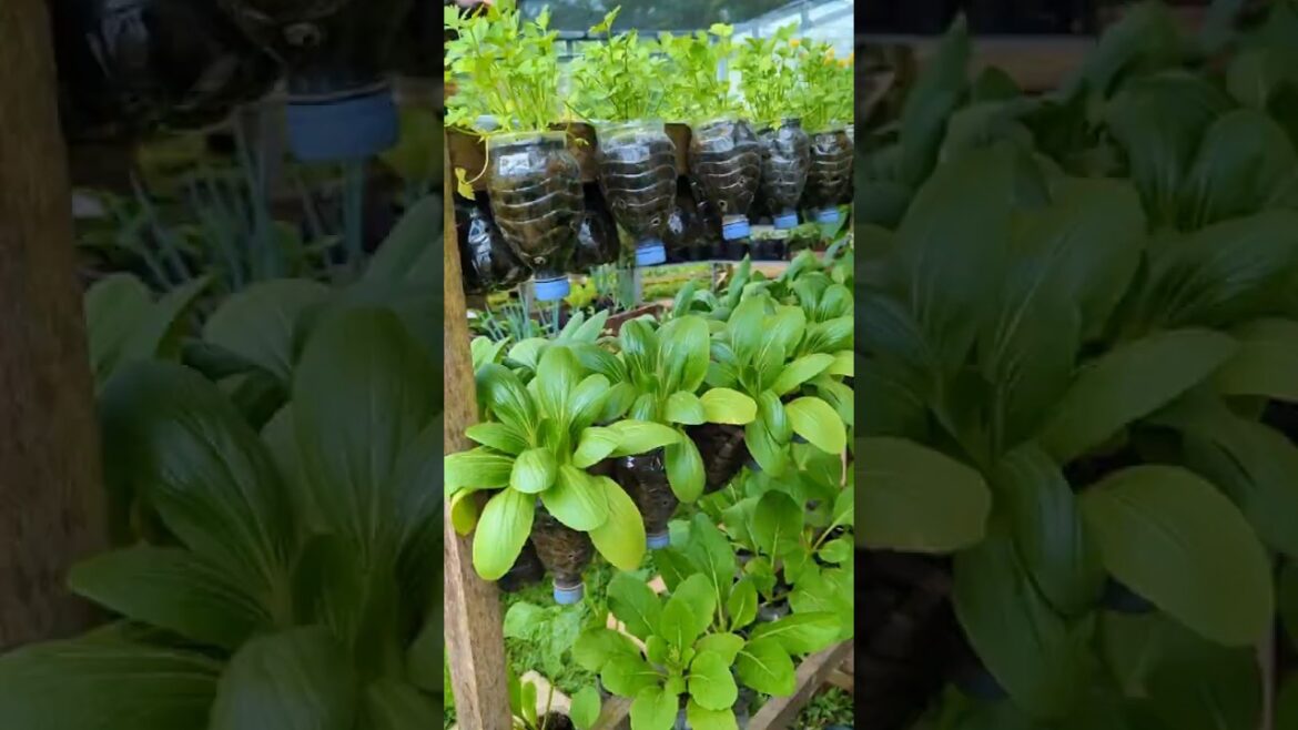 Growing vegetables in recycled plastic water bottles #balconygarden #containerpots #minigarden Growing vegetables in recycled plastic water bottles #balconygarden #containerpots #minigarden