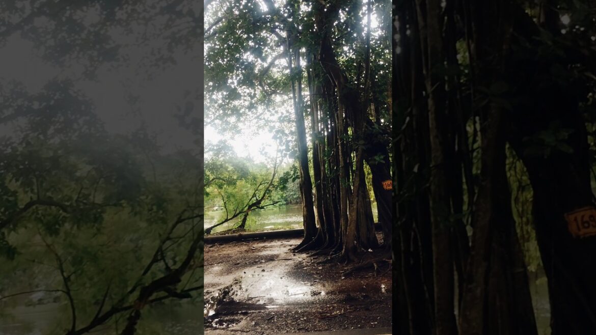 Wild Gardens, Home Forests & Edible Landscaping: 2025 Garden Trends Wild Gardens, Home Forests & Edible Landscaping: 2025 Garden Trends