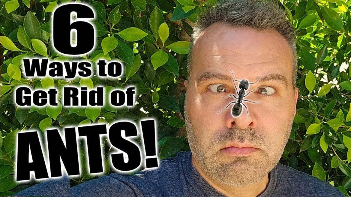 Why Gardeners Are Pouring THIS on Ant Hills