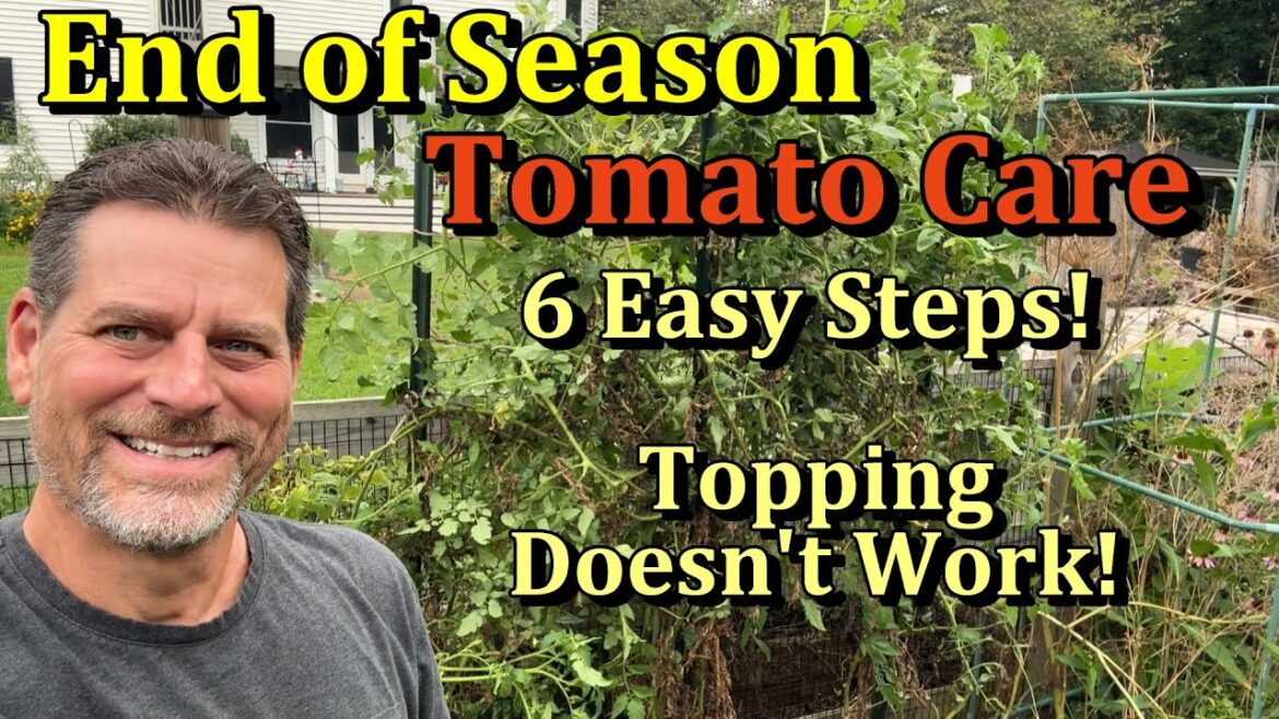 6 Easy Steps for End of Season/Fall Tomato Plant Care (Get More Tomatoes!)