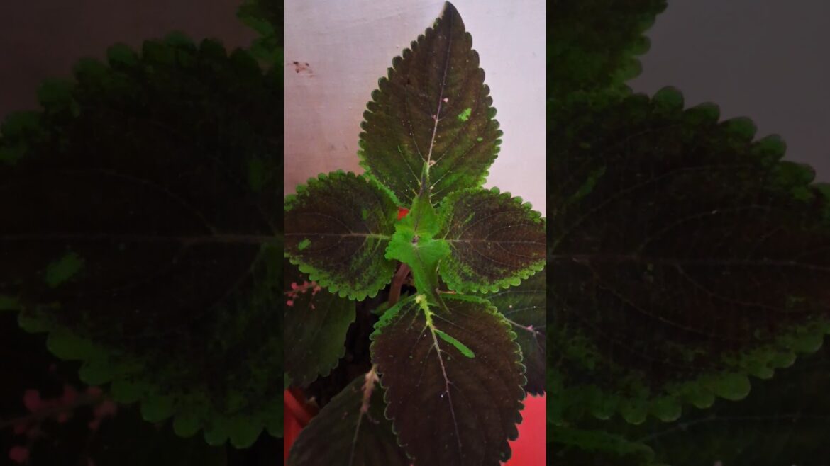 Indoor Plants | Plant Emotions | Daily Nature Shorts