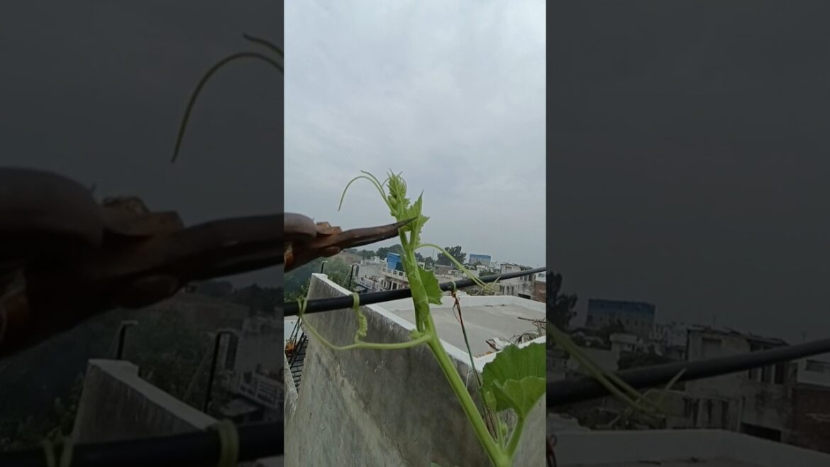 बेल वाली सब्ज़ियों में ज़्यादा उत्पादन की तकनीक #hometerracegarden #organicfarming