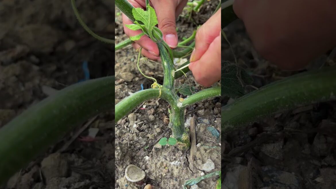 This Trick Helps Pumpkins Grow Bigger and Faster #smartfarming #organicfarming #gardeningtips This Trick Helps Pumpkins Grow Bigger and Faster #smartfarming #organicfarming #gardeningtips
