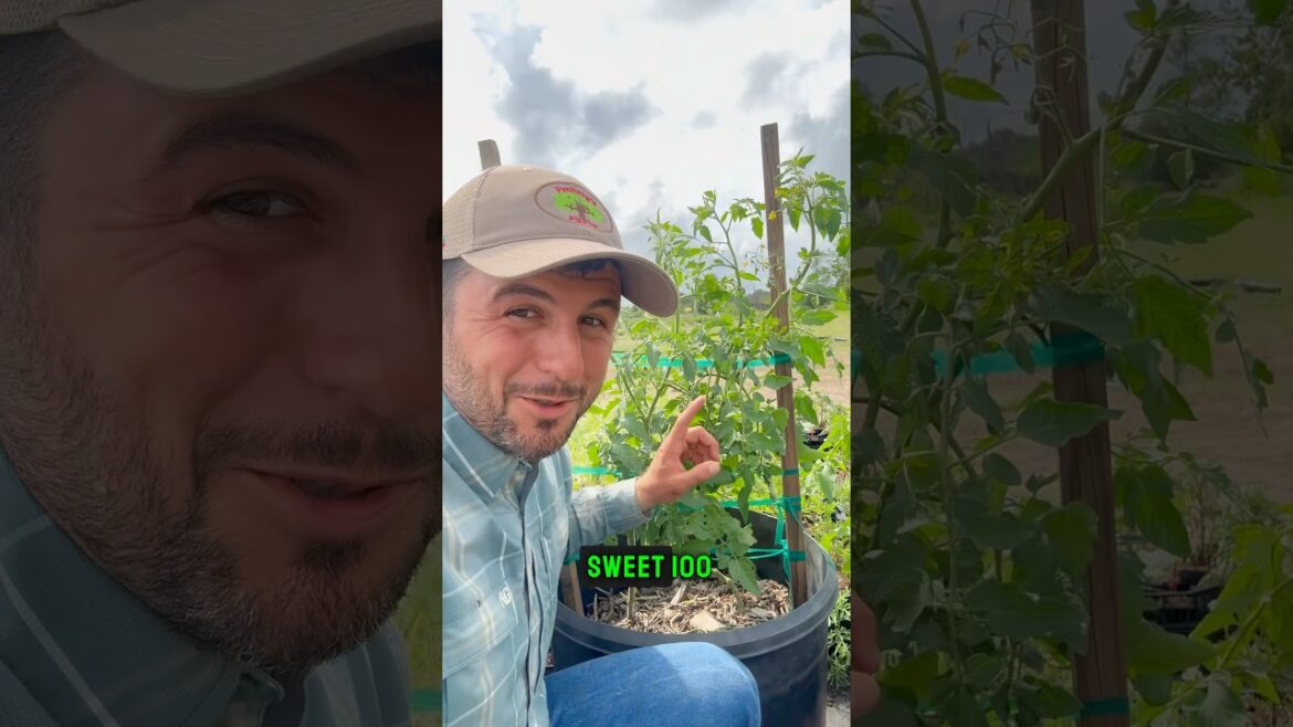 Container Gardening! #gardening #garden #containergardening