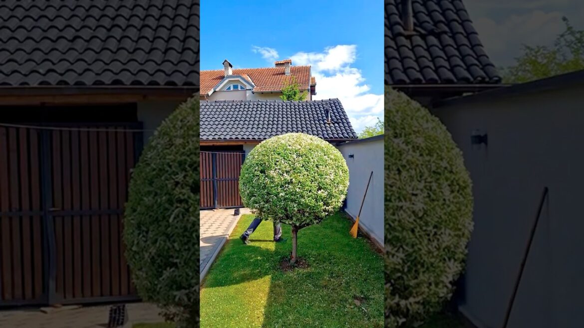 Omg 😱 This Video Got (118M)views #satisfying #lawnmowingbusiness #gardendesign #landscape #garden