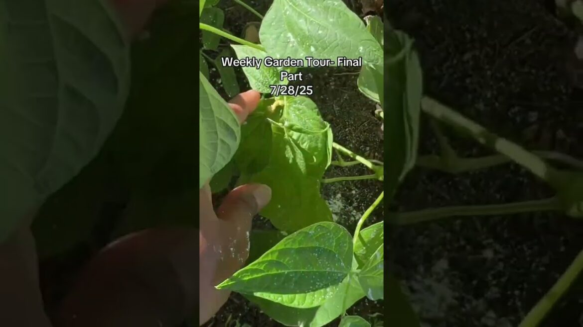 Weekly Garden Check #gardening #garden #gardentour #gardenplants #gardentips