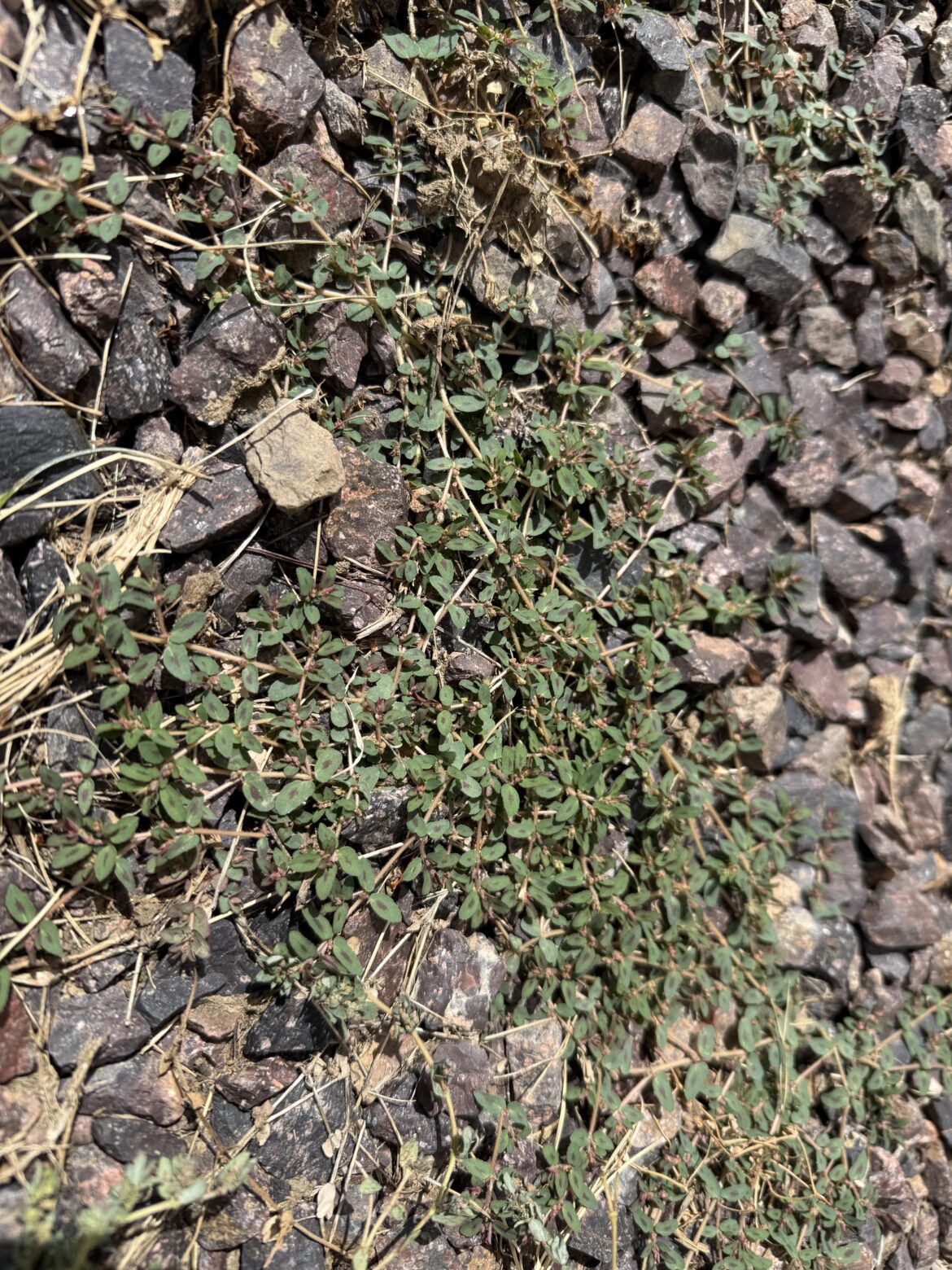 [Midwestern US] What is this taking over?