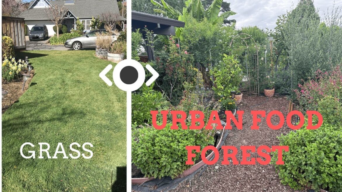 Urban Orchard: 100+ Fruit Trees in the Front Yard! | Part 1 Garden Tour Urban Orchard: 100+ Fruit Trees in the Front Yard! | Part 1 Garden Tour
