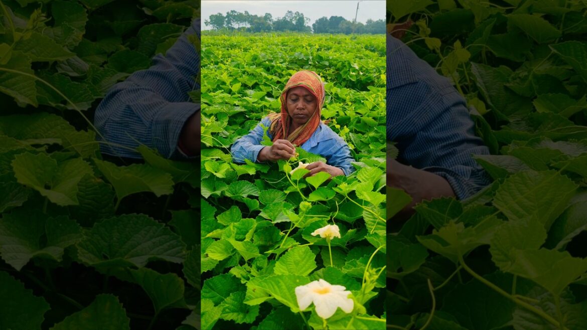 Woman Farmer Hand Pollinates Spiny Gourd (Kantola) Flowers #shorts Woman Farmer Hand Pollinates Spiny Gourd (Kantola) Flowers #shorts