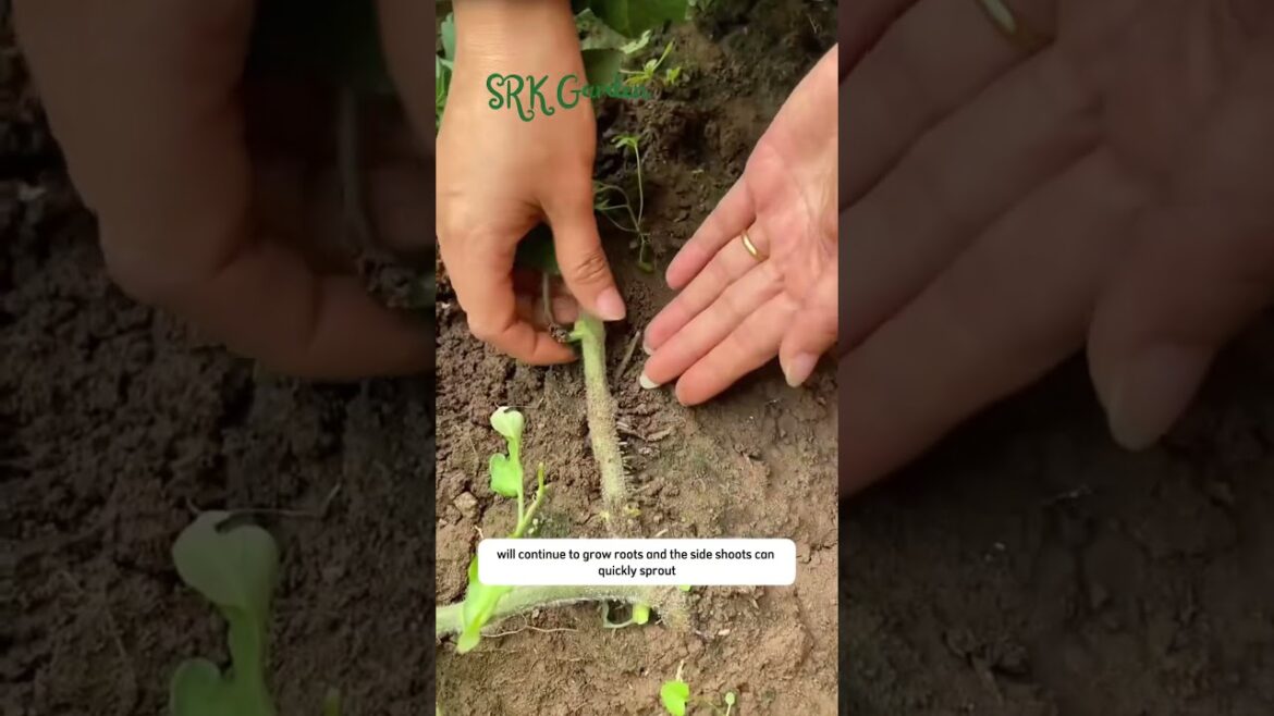 #gardeningadvice #terracegardenindia #gardendesign #lakshivgardening #gardenlandscaping