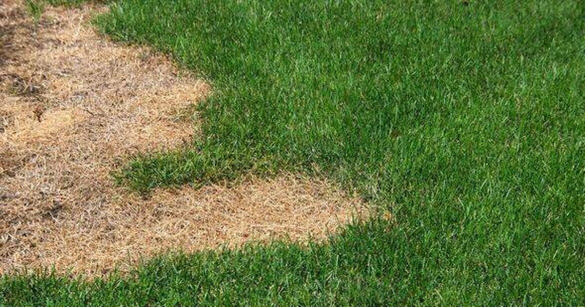 Lawns will ‘recover’ from brown patches with clever method involving ‘instant’ fix Ipso logo