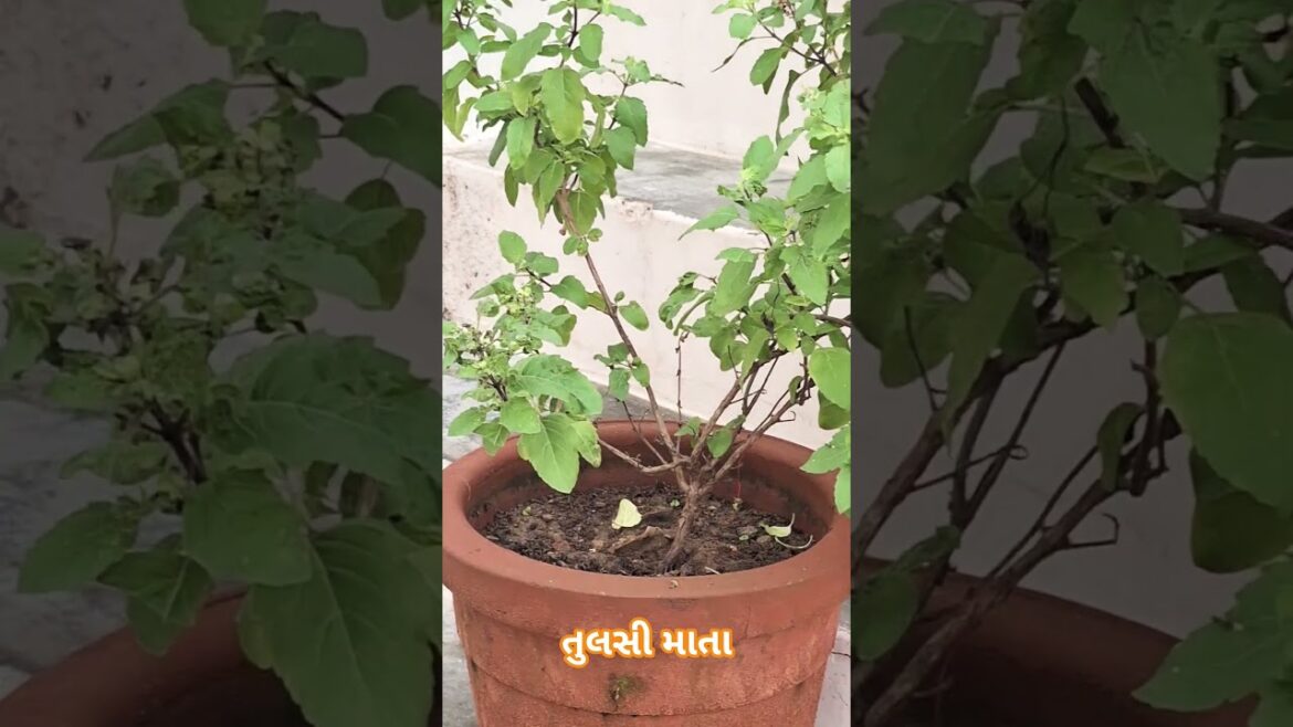The Holy Basil Of My House. Mere Ghar Ki Tulsi Mata !!  #shorts #nature #naturelovers #plants