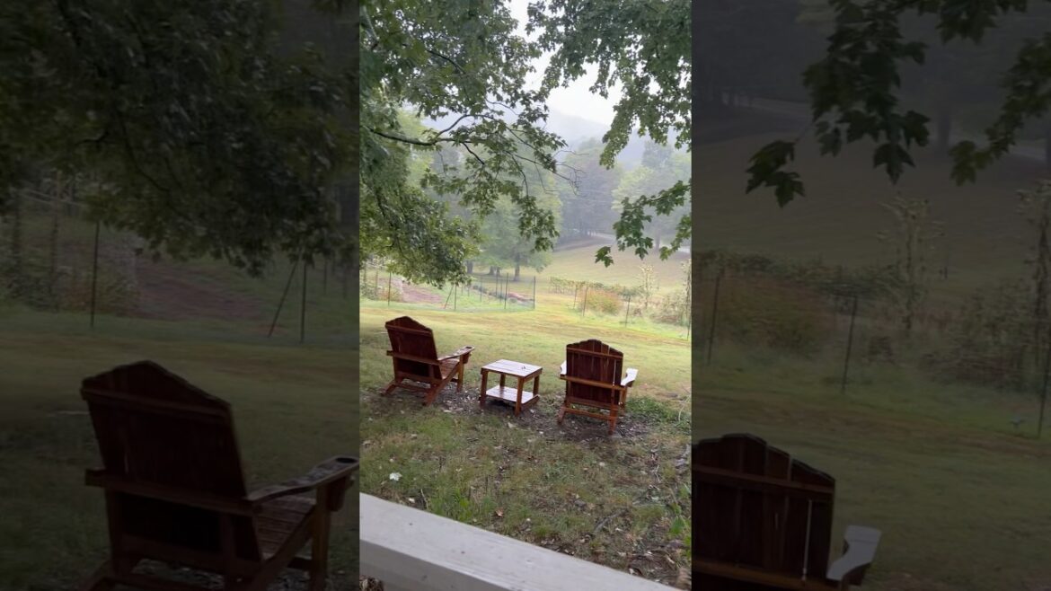 That’s rain! After weeks of drought! #garden #rainsounds
