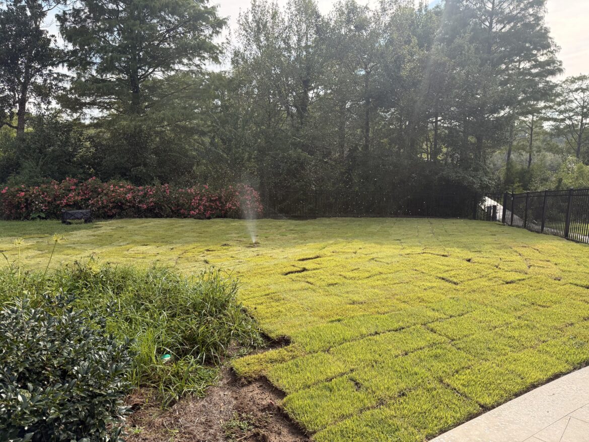 New sod install after a lost battle vs Doveweed. Now what? New sod install after a lost battle vs Doveweed. Now what?