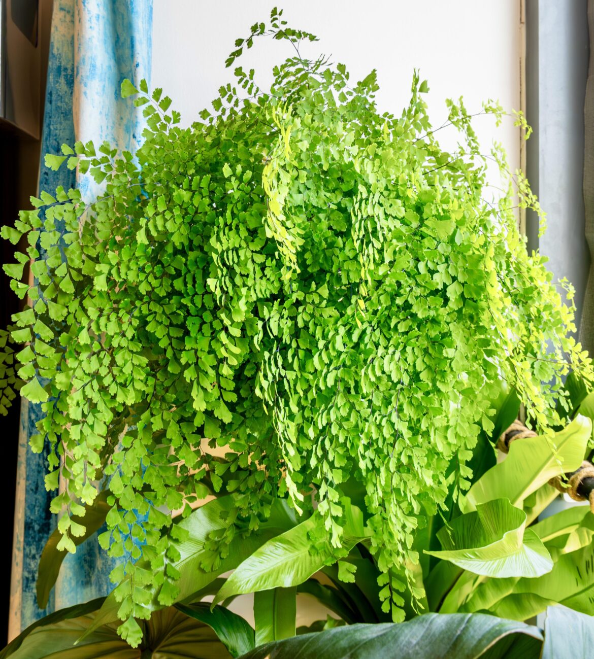 My maidenhair fern My maidenhair fern